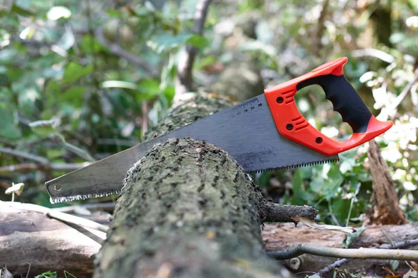 Hand hacksaw on wood cutting of tree on a natural background