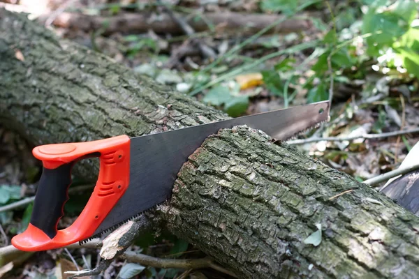 Hand hacksaw on wood cutting of tree on a natural background