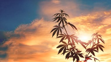 Marihuana bitkileri gün ışığında hasat zamanından önce. Esrarın tematik fotoğrafları, yeşil yaprak, arkaplan resmi
