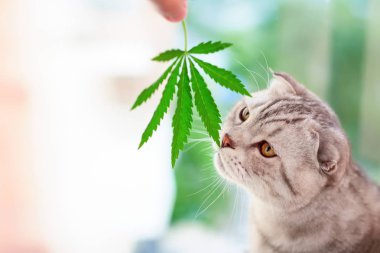 Scottish fold cat sniffs green leaf of marijuana in hands. Portrait close-up on blurred background with leaf cannabis clipart