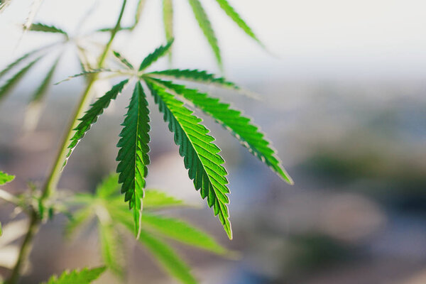 Зеленый лист конопли, фоновое изображение. Тематические фотографии конопли и марихуаны
