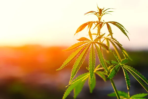 Marihuana Groeiende Cannabis Planten Vóór Oogsttijd Zon Hennep Onkruid Ganja — Stockfoto