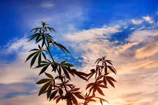 Silhouet Van Marihuana Zonsondergang Fel Licht Cannabis Onscherpe Achtergrond — Stockfoto