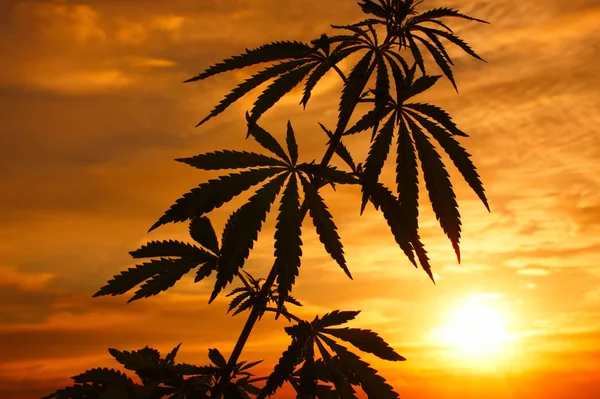 Silhouette Einer Cannabispflanze Bei Sonnenaufgang Cannabispflanze Die Freien Wächst Hanf — Stockfoto