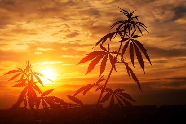Marijuana (CANNABIS) plants before harvest time in sunshine. Outdoor cannabis cultivation silhouette marijuana plant. Warm shades of the setting sun