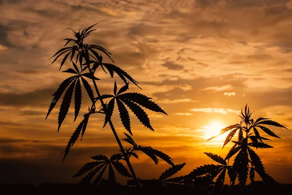 Marijuana (CANNABIS) plants before harvest time in sunshine. Outdoor cannabis cultivation silhouette marijuana plant. Warm shades of the setting sun
