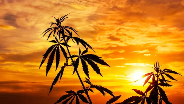 CANNABIS Marijuana Plants Before Harvest Time in Sunshine. Outdoor Cannabis Cultivation Silhouette Marijuana Plant. Warm Shades of the Setting Sun