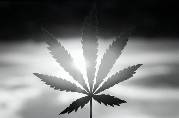 Silhouet Van Bladeren Van Cannabis Marihuana Zwart Wit Een Blad — Stockfoto