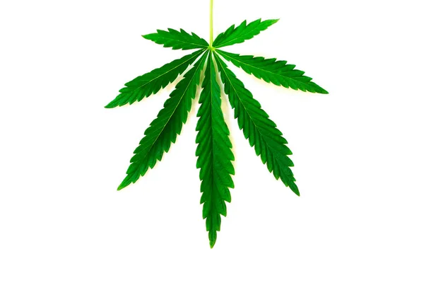 Hoja Cannabis Sobre Fondo Blanco Marihuana Cáñamo Canabis Sativa Cannabis — Foto de Stock