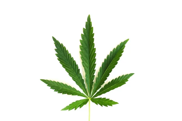 大麻叶子在白色背景 大麻大麻大麻大麻和大麻 叶在白色背景 大麻叶 医用大麻植物 在白色上隔离 绿色大麻叶 — 图库照片