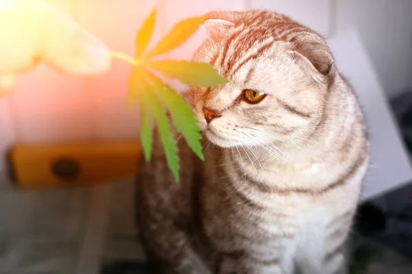 Siamesisches Gefaltetes Katzenmarihuana Katze Schnuppert Blatt Marihuana Cannabis Haschisch Haschisch — Stockfoto