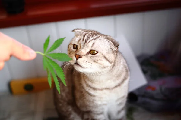 Die Katze Schnuppert Ein Blatt Marihuana Canapis Haschisch Haschisch Drogen — Stockfoto