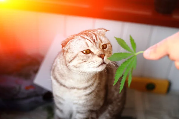 Siamesisches Gefaltetes Katzenmarihuana Katze Schnuppert Blatt Marihuana Cannabis Haschisch Haschisch — Stockfoto