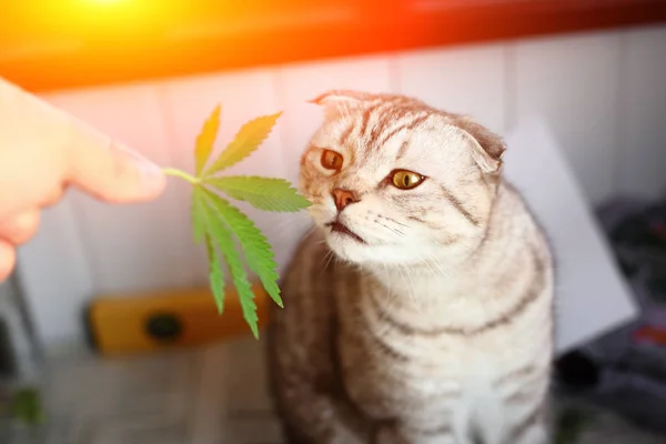 Katze Schnüffelt Blatt Von Marihuana Cannabis Haschisch Haschisch Drogen Unkraut — Stockfoto