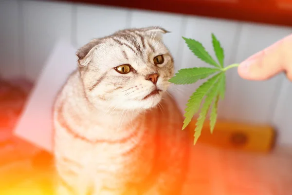 Σιαμαίοι Γάτα Διπλωμένο Μαριχουάνα Γάτα Sniffs Φύλλο Της Μαριχουάνας Κάνναβη — Φωτογραφία Αρχείου