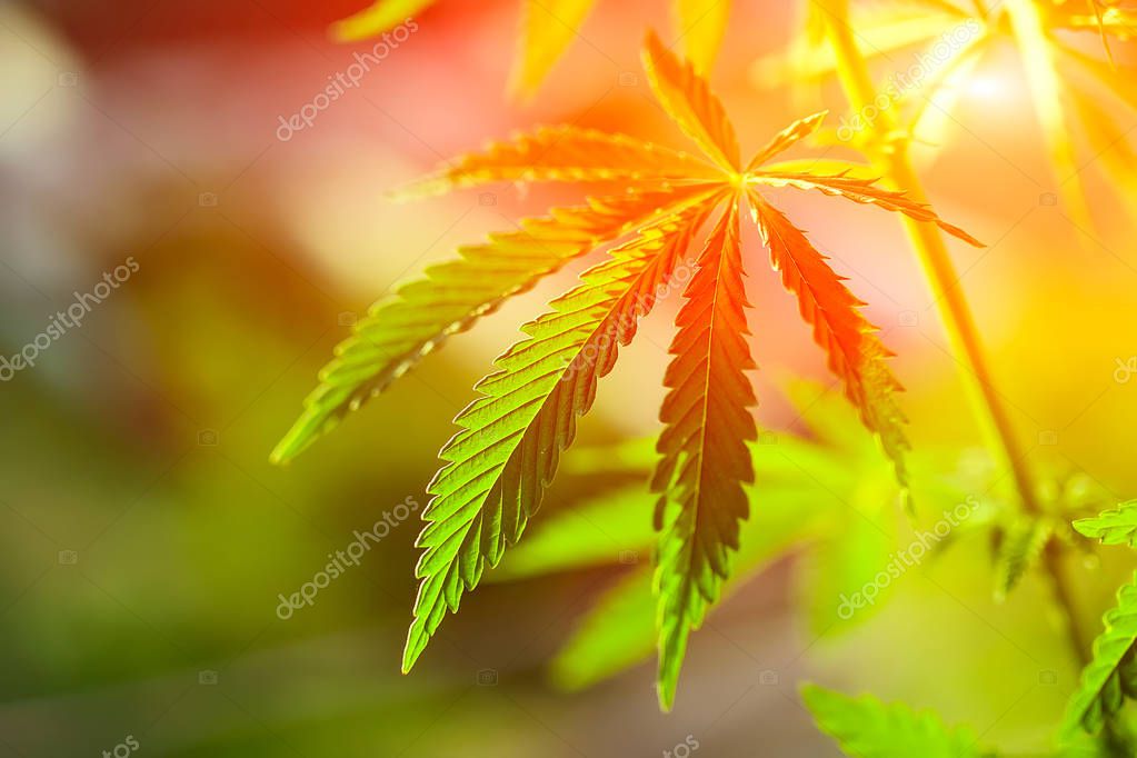 High quality cannabis in sunset sunlight with a blurred background. Cannabis Close Up High Quality. Marijuana. Hemp