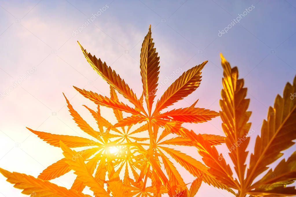 Cannabis in sunlight, like a good background. Marijuana. Hemp. Cannabis leaf on a blurred background. Cannabis High Quality 