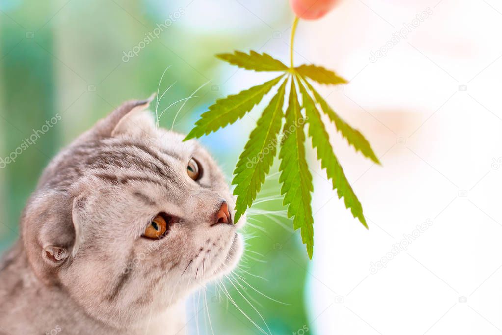 Portrait close-up on blurred background with leaf cannabis. Scottish fold cat sniffs green leaf of marijuana in hands