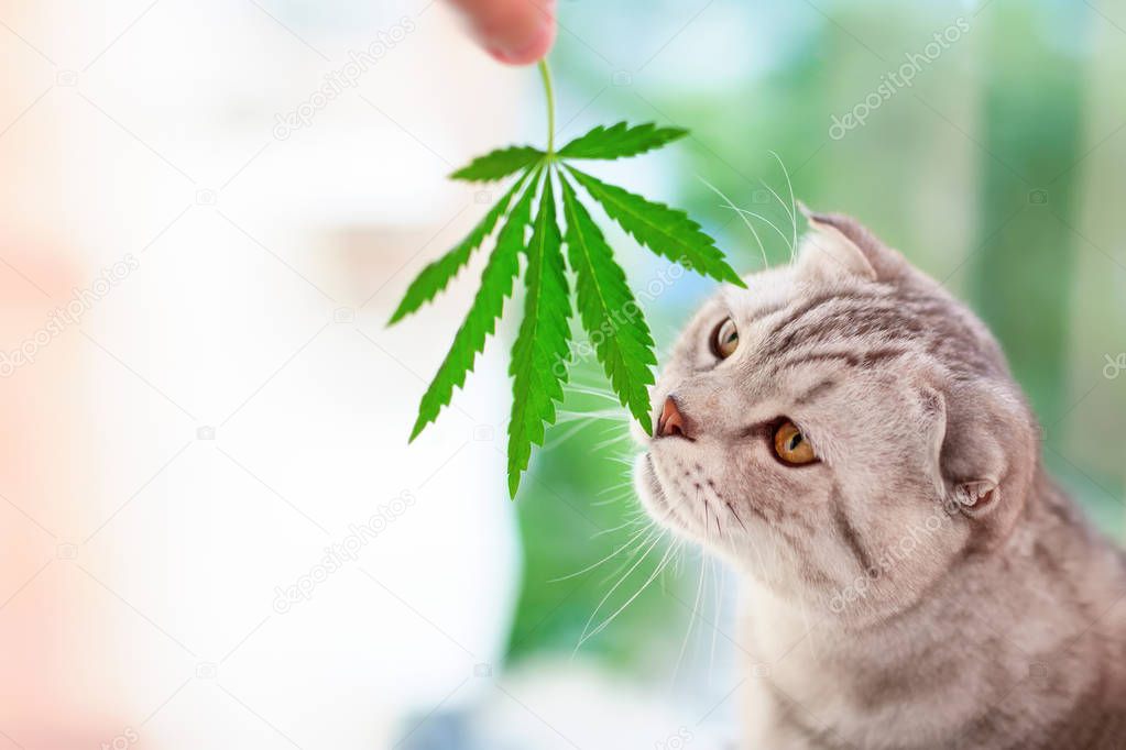 Scottish fold cat sniffs green leaf of marijuana in hands. Portrait close-up on blurred background with leaf cannabis