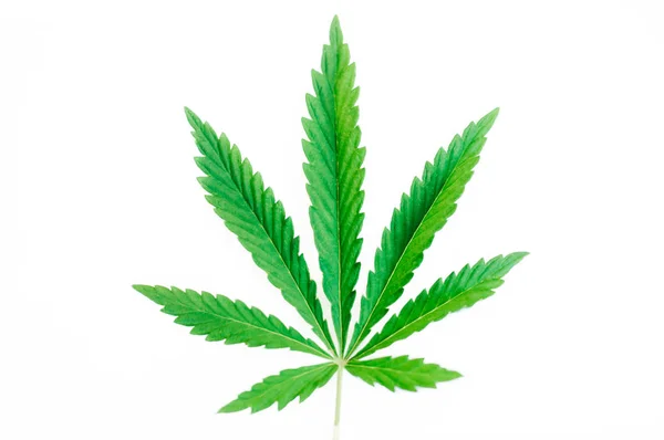 Närbild Hampa Cannabis Vit Isolerade Bakgrund Plats För Kopia Utrymme — Stockfoto