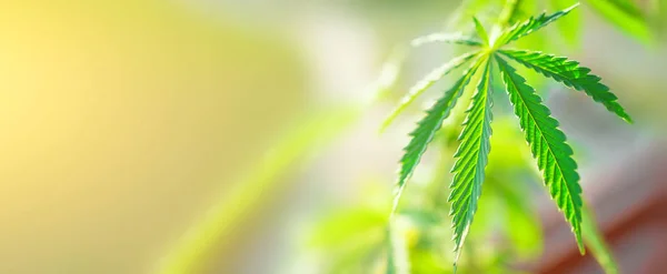 Yeşil esrar güzel arka plan kopya alanı hafif tonlama için bir yer çiçekler.