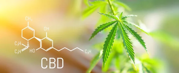 CBD Kimya Formülü, yeşil kenevir çiçeklerinin güzel arka planı Kopyalama alanı için bir yer