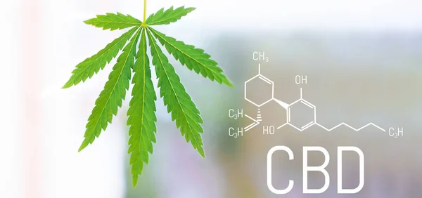 Cbd Chemický Vzorec Krásné Pozadí Zelených Konopných Květin Místo Pro — Stock fotografie