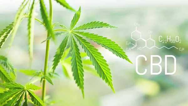 Elemento Medicinal Marihuana Cbd Estructuras Moleculares Fórmula Química Del Cannabidiol —  Fotos de Stock