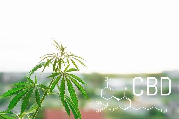 CBD medical marijuana element. Molecular structures, chemical formula of Cannabidiol. Growing cannabis