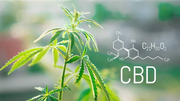 Нефть CBD и химическая формула CBD. Медицинский экстракт. Концепция конопли
