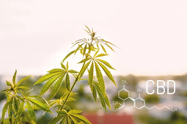 Cannabis Cbd Oil Structural Chemical Formula Cbd Medical Extract Cannabis — Stock Photo, Image