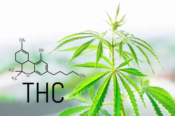 Tetrahydrocannabinol molecule formula background with marijuana. Molecular structure THC