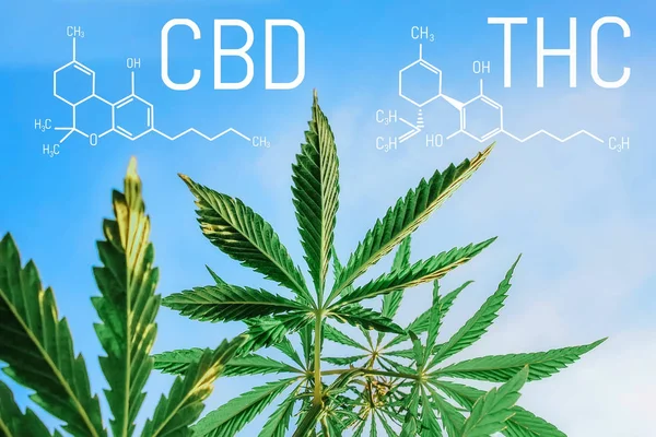 Cannabis der Formel cbd thc. chemische Formel von Cannabidiol — Stockfoto