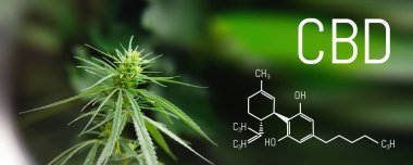 Görüntü tıbbi esrar özü yağı formülün Cbd cannabinol ile cannabidiol. Büyüyen esrar, kenevir antioksidan ürünleri 