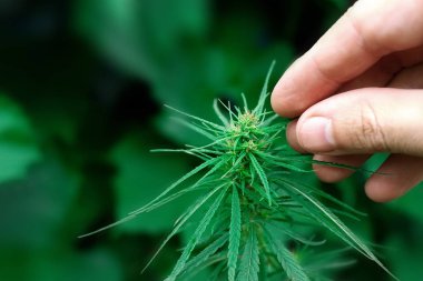 Görüntü tıbbi esrar ile ayıklamak Cbd yağ, cannabinol, cannabidiol. Büyüyen esrar, kenevir antioksidan ürünleri 