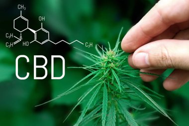 Görüntü tıbbi esrar özü yağı formülün Cbd cannabinol ile cannabidiol. Büyüyen esrar, kenevir antioksidan ürünleri 