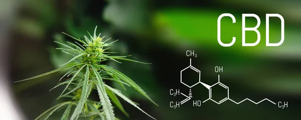 Image medicinal cannabis with extract oil of the formula CBD cannabinol, cannabidiol. Growing marijuana, hemp antioxidant products
