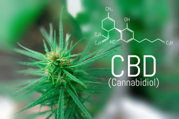 CBD cannabinol, cannabidiol chemical formula. Concepts of Grow and use of Marijuana for Medicinal Purposes. Cannabis with extract oil, hemp antioxidant products