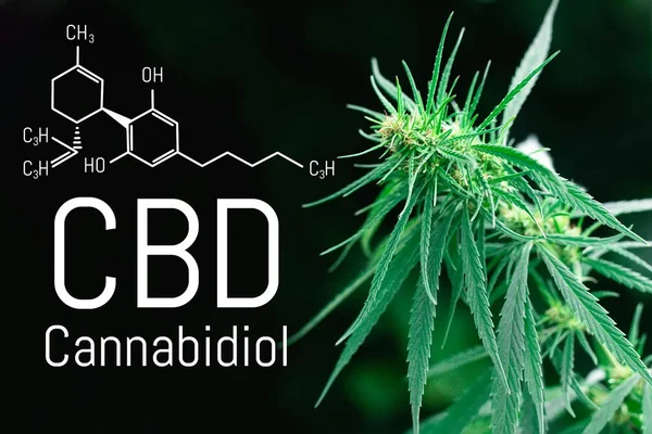 CBD cannabinol, cannabidiol kimyasal formülü. Grow ve tıbbi amaçlar için esrar kullanımı kavramları. Esrar özü yağı, kenevir antioksidan ürünleri ile