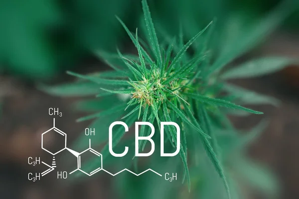 Cbd Cannabinol Cannabidiol Chemical Formula Concepts Grow Use Marijuana Medicinal — Stock Photo, Image