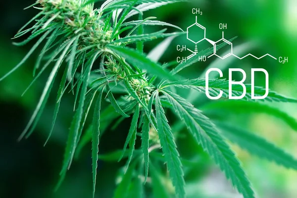 Medical Marijuana Cannabidiol Cbd Chemical Formula Growing Premium Cannabis Products — Stock Photo, Image