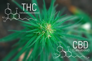 Tıbbi esrar özü yağı ile. Moleküler yapısı Tıbbi Kimya formül kenevir Cbd - Thc