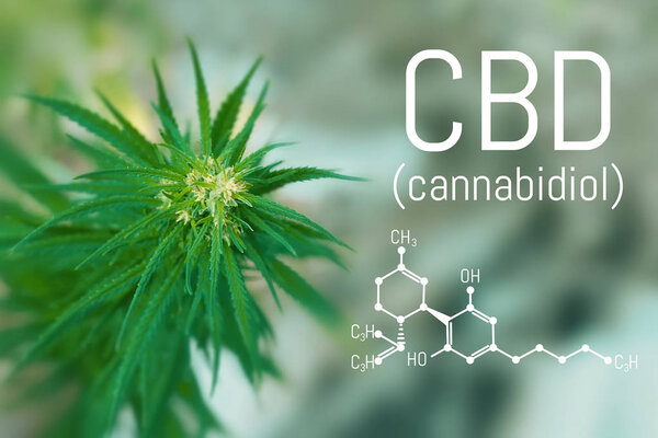 Molecular structure medical chemistry formula cannabis of the CBD. Medicinal cannabis with extract oil