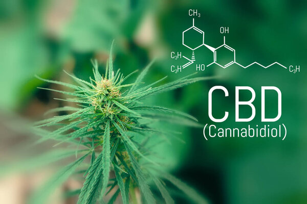 Molecular structure medical chemistry formula cannabis of the CBD. Medicinal cannabis with extract oil