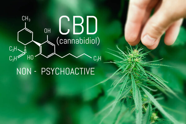Molecular structure medical chemistry formula cannabis of the CBD. Medicinal cannabis with extract oil