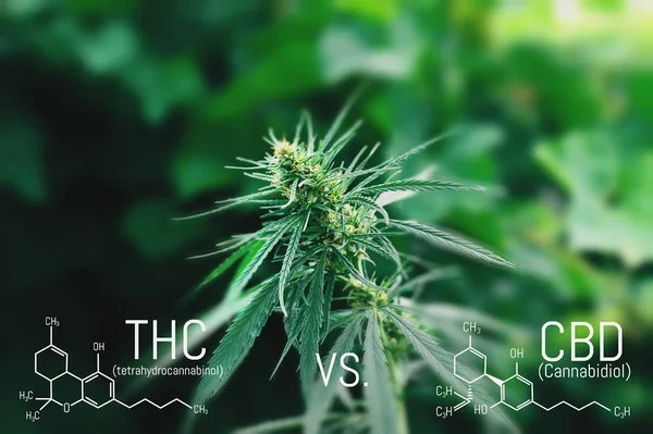 Medicinal cannabis with extract oil. Molecular structure medical chemistry formula hemp CBD - THC