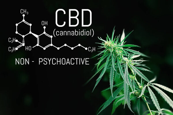 Medical Marijuana and Cannabidiol CBD oil chemical formula. Growing premium cannabis products