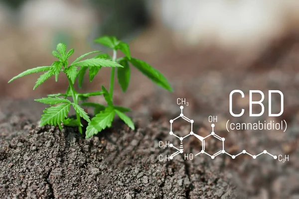 Doğal esrar küçük fidan ile sağa sola büyüyen