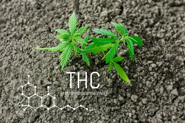 Uprawy Sadzonek Konopi Gleby Zielone Liście Marihuany Zbliżenie Tetrahydrokannabinol Medycznych — Zdjęcie stockowe