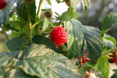Ahududu kırmızı olgun ve olgunlaşmamış meyveler, kopya alanı ile Bush Şubesi